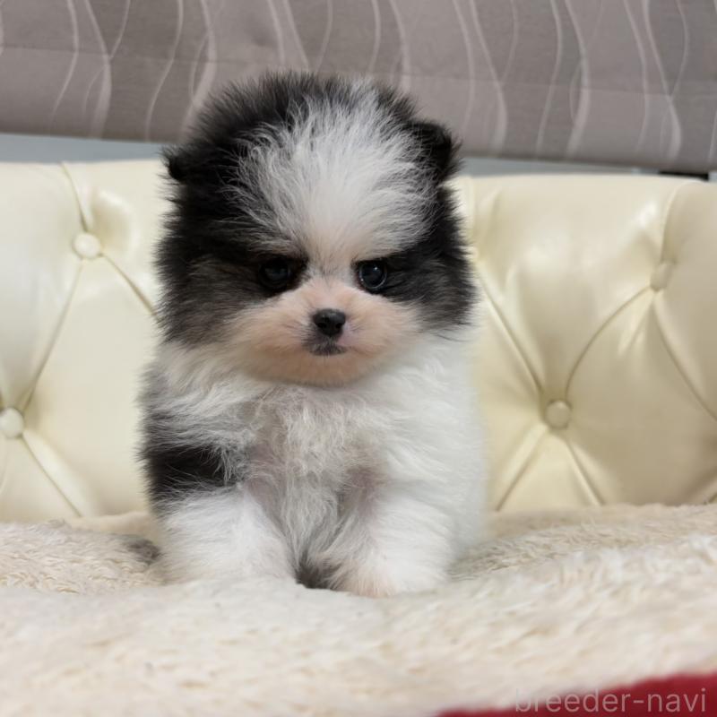 販売中の香川県のポメラニアン-429943の1枚目