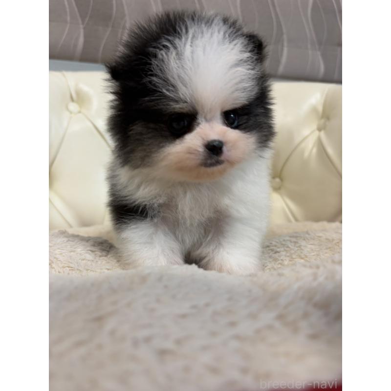 販売中の香川県のポメラニアン-429943の26枚目