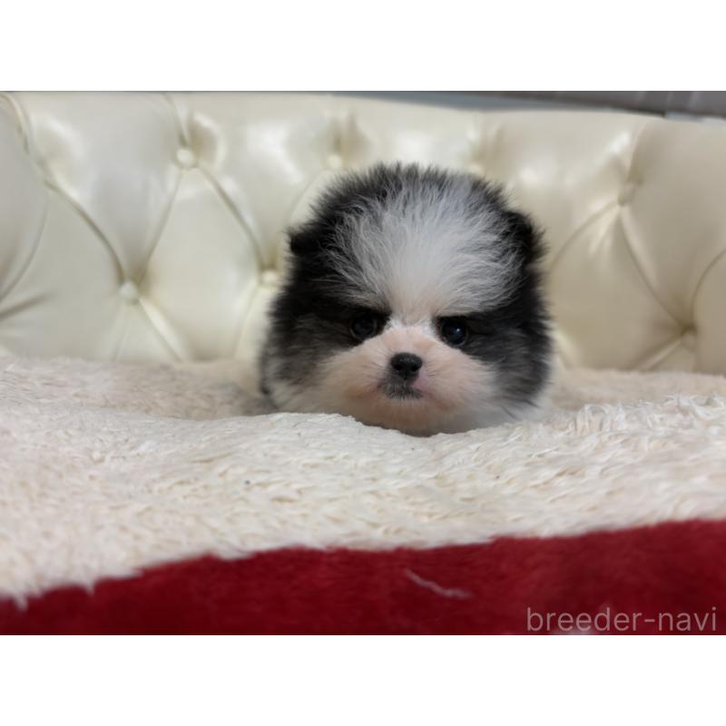 販売中の香川県のポメラニアン-429943の25枚目