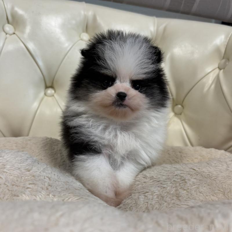 販売中の香川県のポメラニアン-429943の24枚目