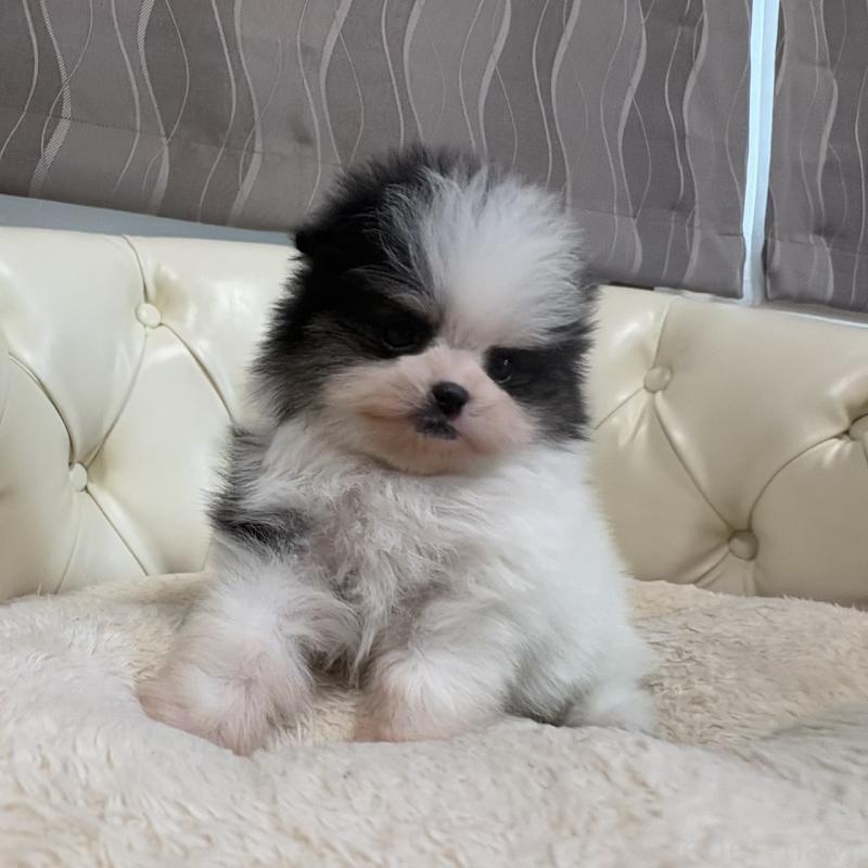 販売中の香川県のポメラニアン-429943の23枚目