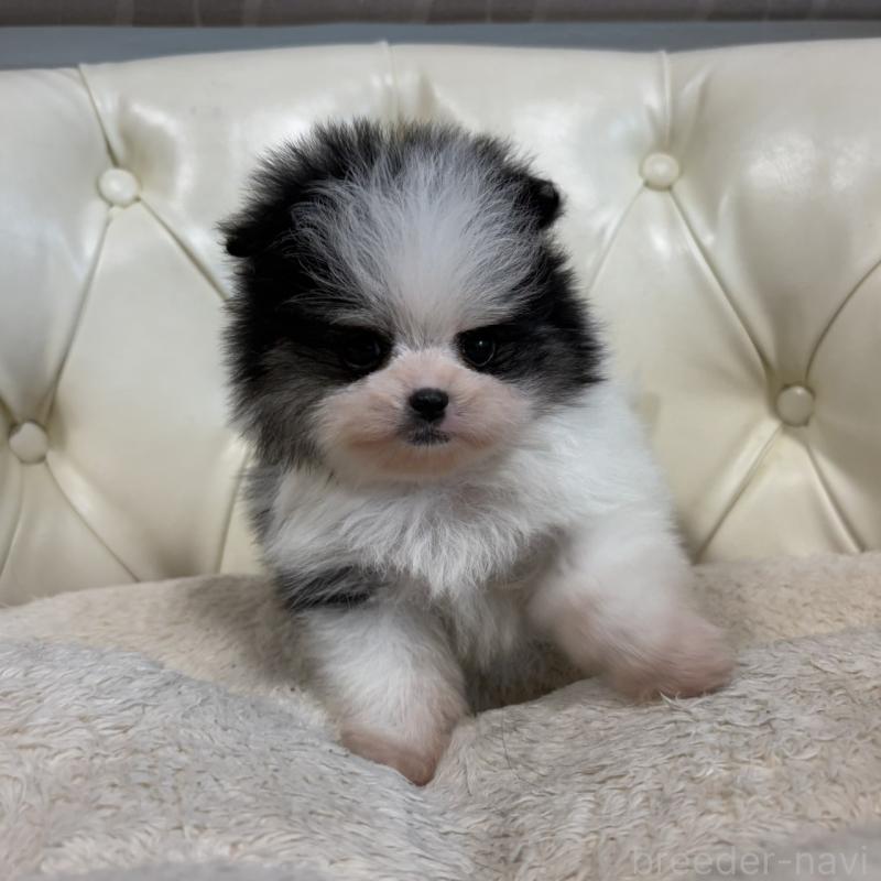 販売中の香川県のポメラニアン-429943の22枚目