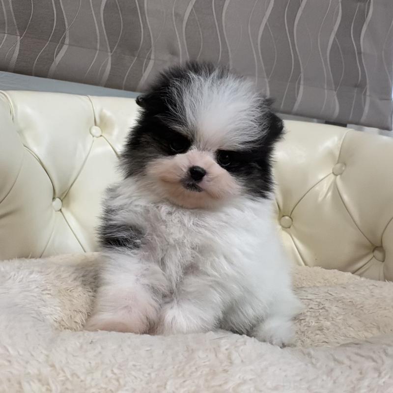 販売中の香川県のポメラニアン-429943の21枚目