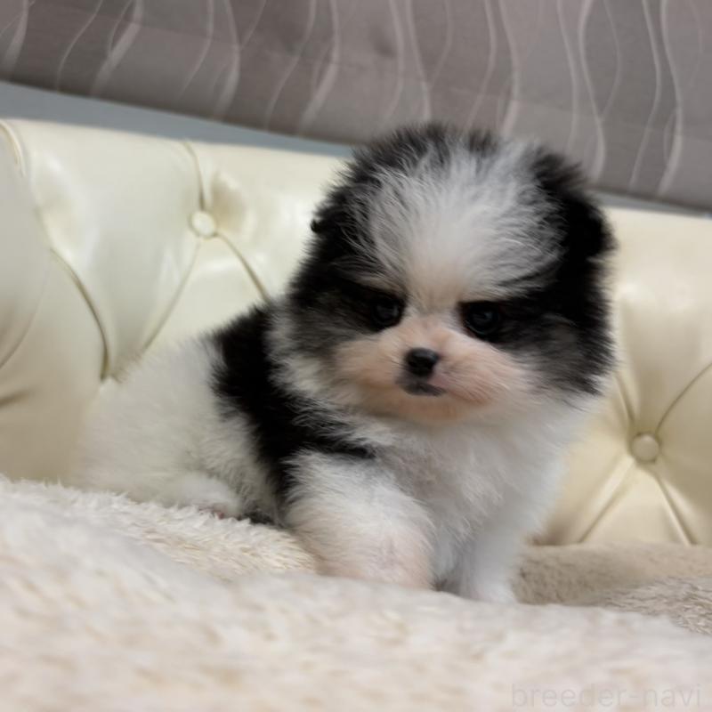 販売中の香川県のポメラニアン-429943の20枚目