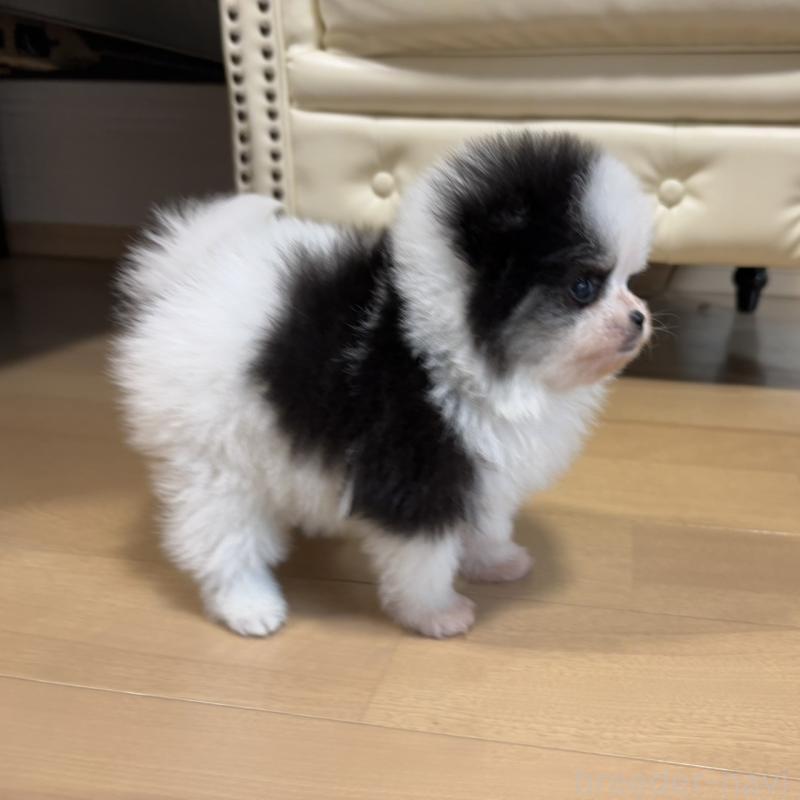 販売中の香川県のポメラニアン-429943の19枚目