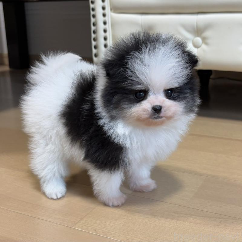 販売中の香川県のポメラニアン-429943の18枚目