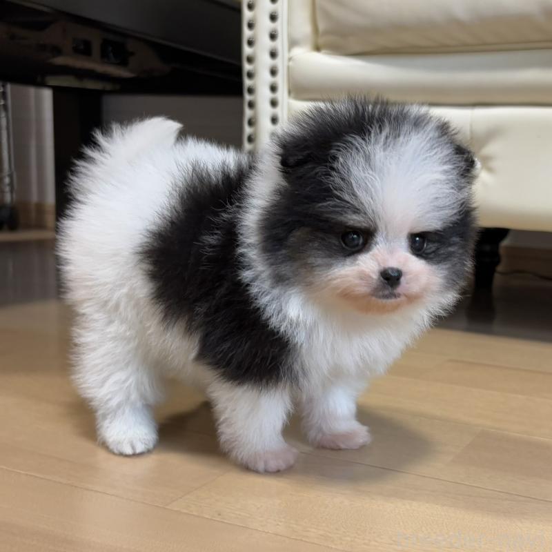 販売中の香川県のポメラニアン-429943の17枚目