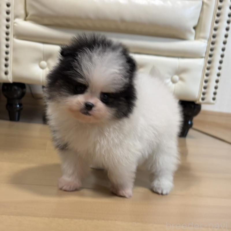 販売中の香川県のポメラニアン-429943の16枚目