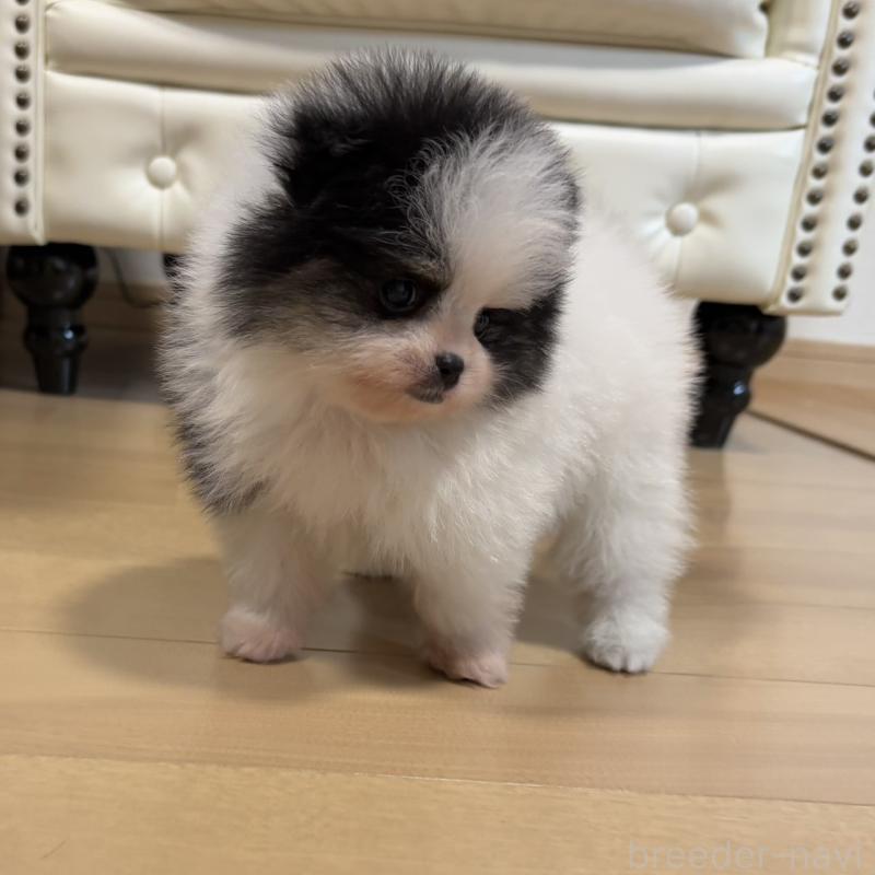 販売中の香川県のポメラニアン-429943の15枚目