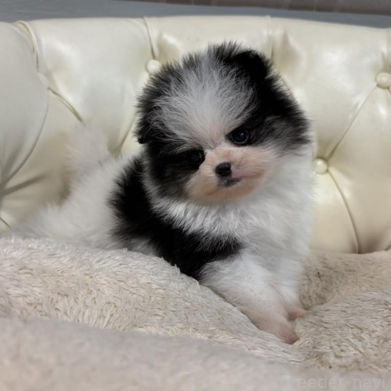 販売中の香川県のポメラニアン-429943の14枚目