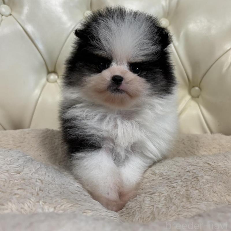 販売中の香川県のポメラニアン-429943の12枚目