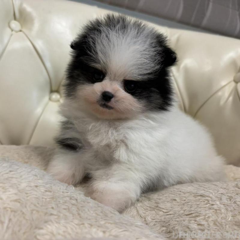 販売中の香川県のポメラニアン-429943の10枚目