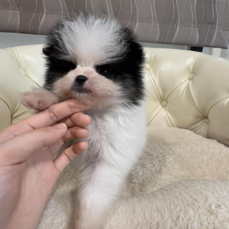 販売中の香川県のポメラニアン-429943の8枚目