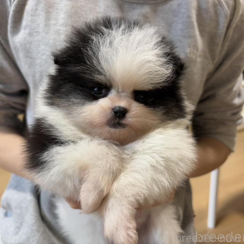 販売中の香川県のポメラニアン-429943の6枚目