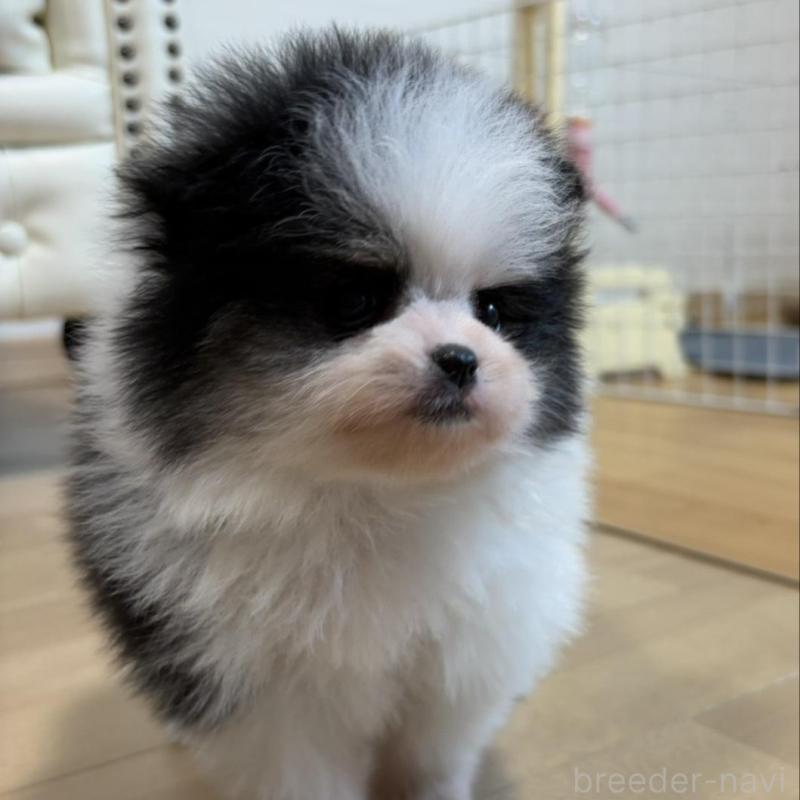 販売中の香川県のポメラニアン-429943の5枚目