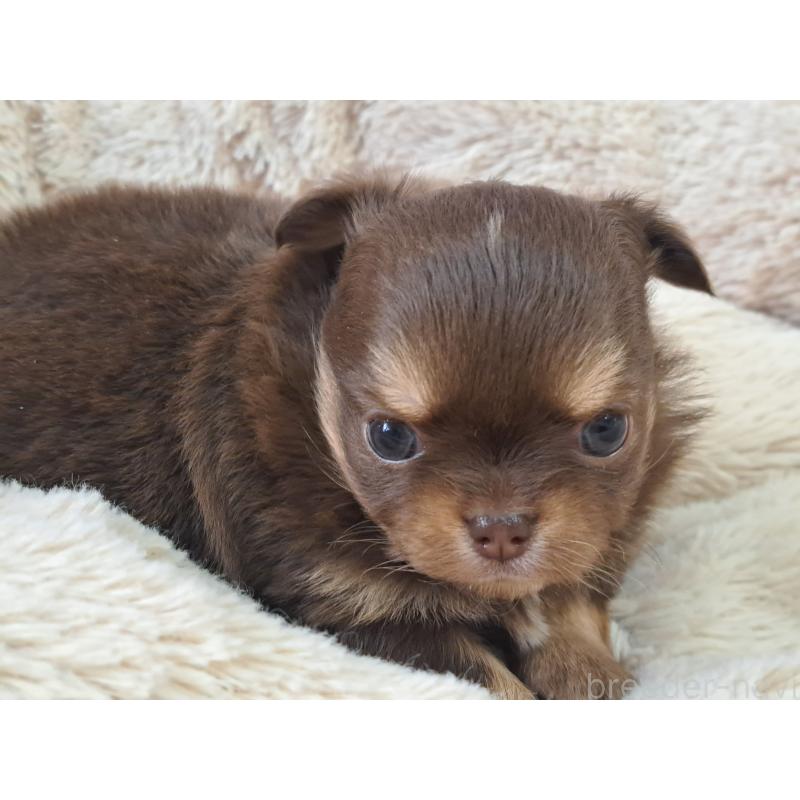 販売中の愛知県のチワワ(ロングコート)-429947の7枚目