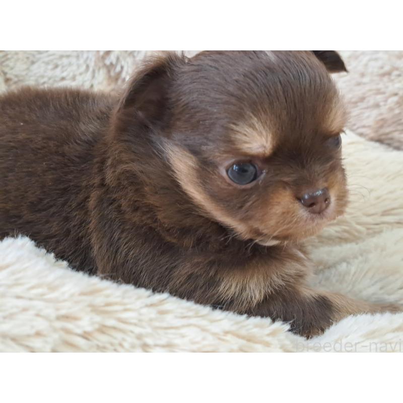 販売中の愛知県のチワワ(ロングコート)-429947の6枚目