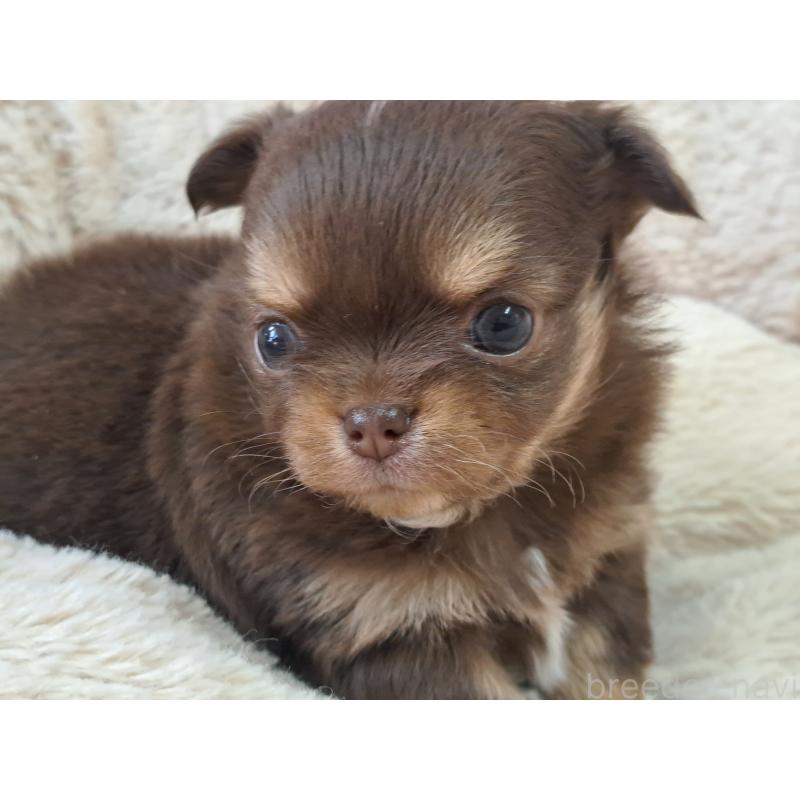 販売中の愛知県のチワワ(ロングコート)-429947の4枚目