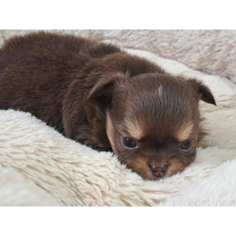 販売中の愛知県のチワワ(ロングコート)-429947の3枚目