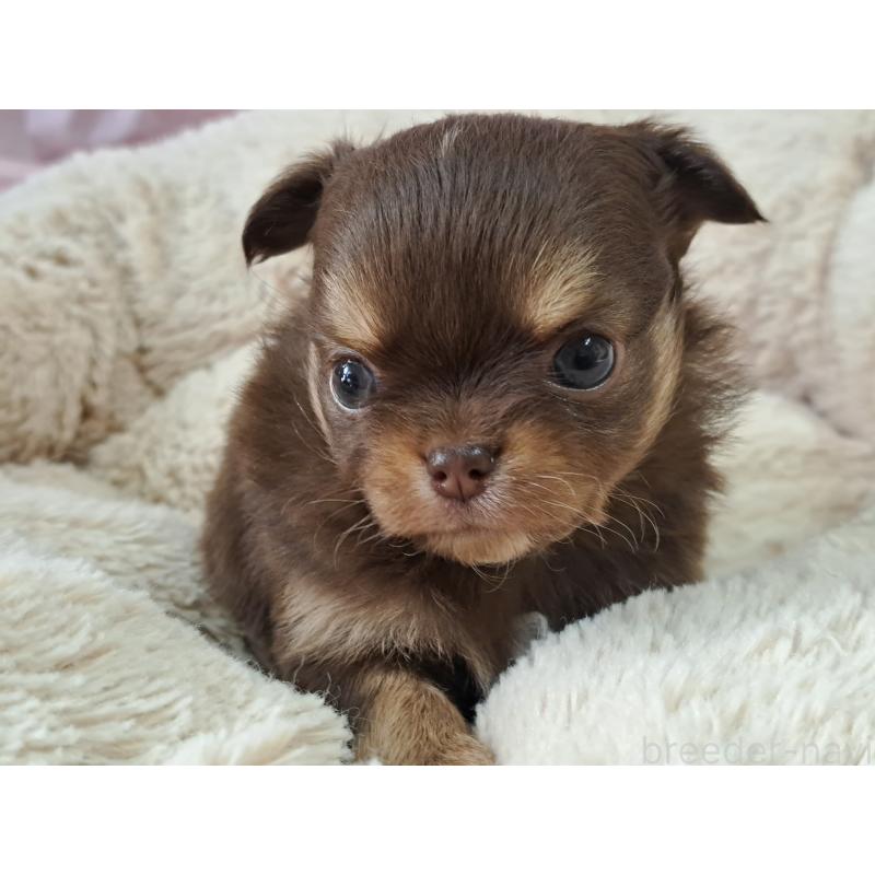 販売中の愛知県のチワワ(ロングコート)-429947の2枚目