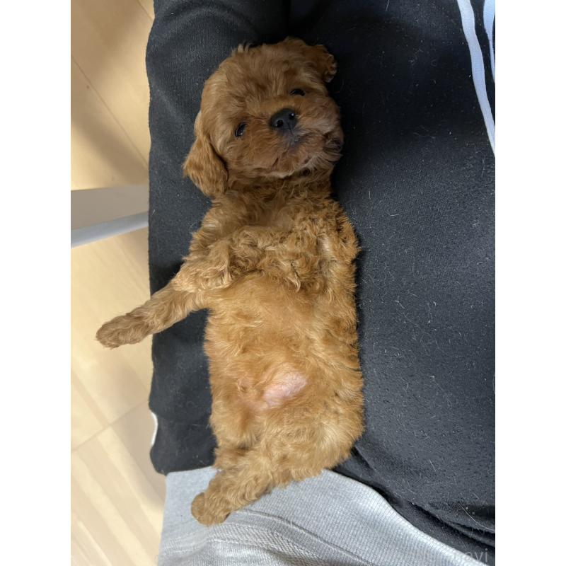 販売中の香川県のトイプードル-429949の30枚目