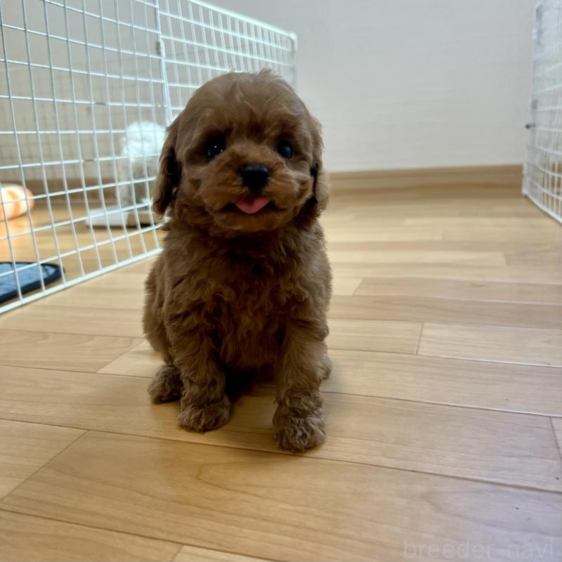 販売中の香川県のトイプードル-429949の29枚目