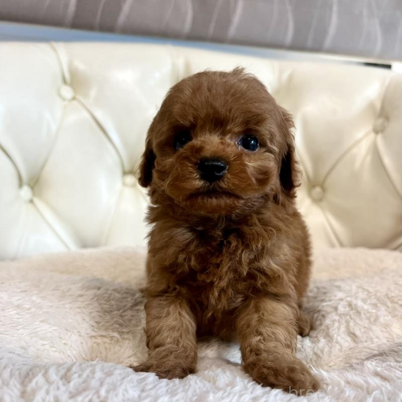 販売中の香川県のトイプードル-429949の28枚目