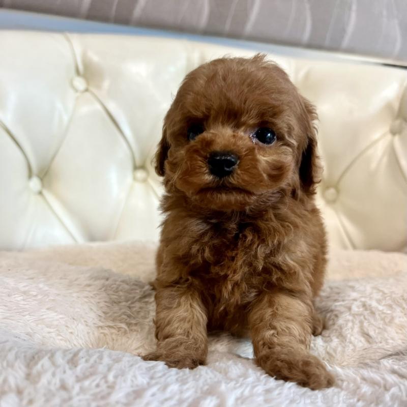 販売中の香川県のトイプードル-429949の27枚目