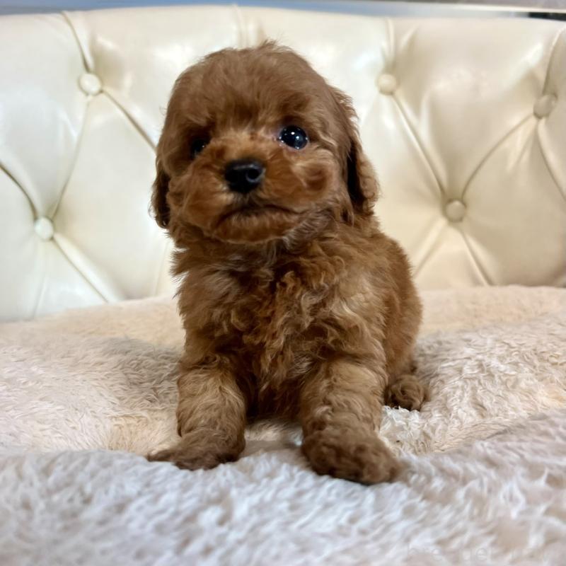 販売中の香川県のトイプードル-429949の26枚目