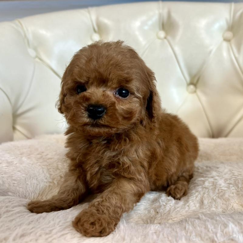 販売中の香川県のトイプードル-429949の25枚目