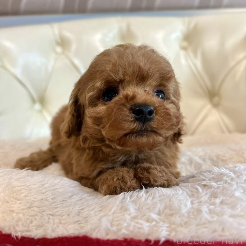 販売中の香川県のトイプードル-429949の24枚目