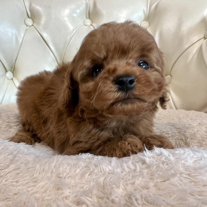 販売中の香川県のトイプードル-429949の23枚目