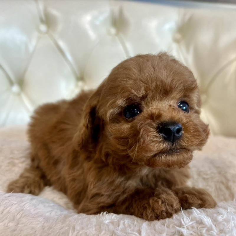 販売中の香川県のトイプードル-429949の22枚目