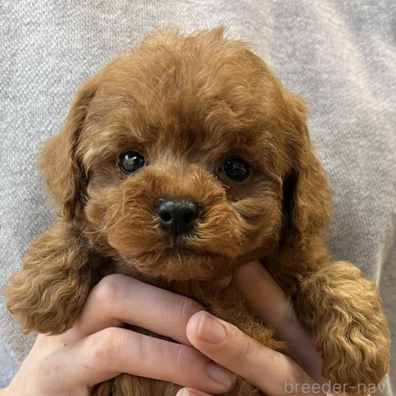 販売中の香川県のトイプードル-429949の1枚目