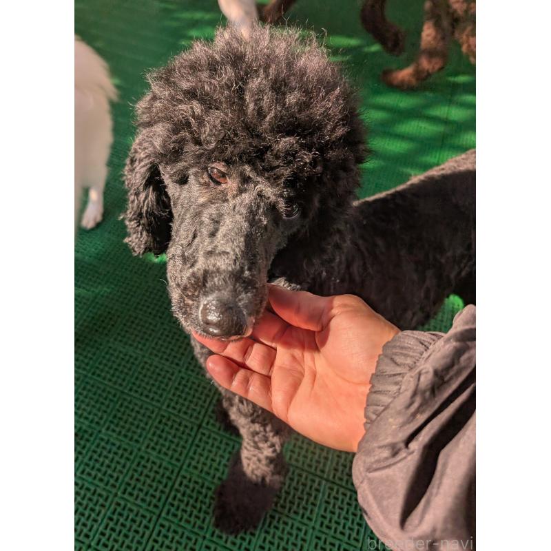 販売中の岡山県のミディアムプードル-378775の5枚目