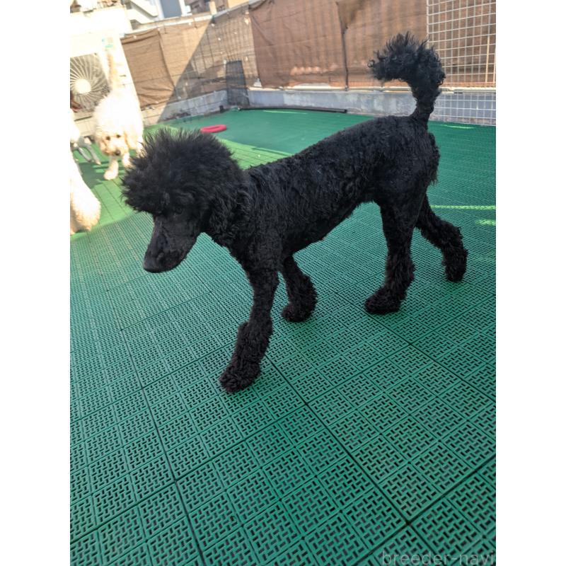 販売中の岡山県のミディアムプードル-378775の4枚目