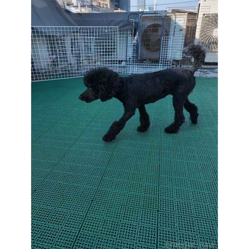 販売中の岡山県のミディアムプードル-378775の3枚目