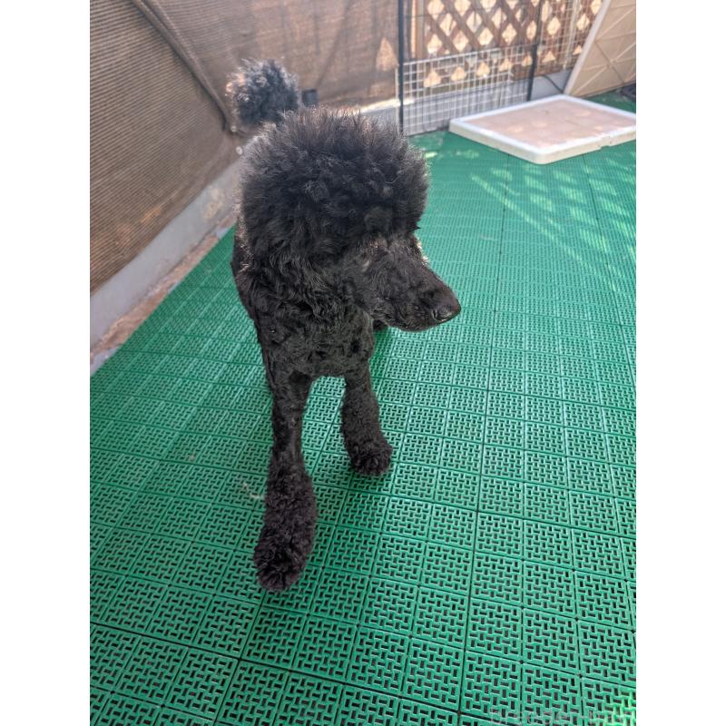 販売中の岡山県のミディアムプードル-378775の2枚目