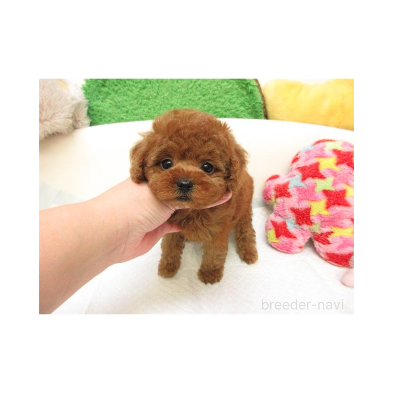 販売中の大阪府のトイプードル-429946