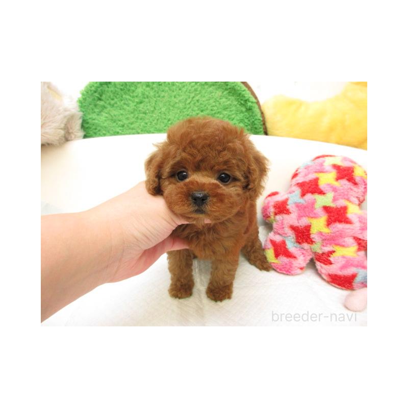 販売中の大阪府のトイプードル-429946の2枚目