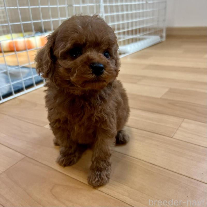 販売中の香川県のトイプードル-429949の20枚目
