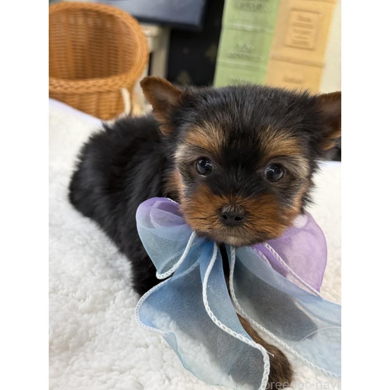 販売中の宮崎県のヨークシャーテリア-430156の7枚目