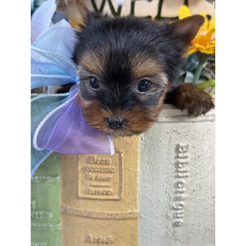 販売中の宮崎県のヨークシャーテリア-430156の6枚目