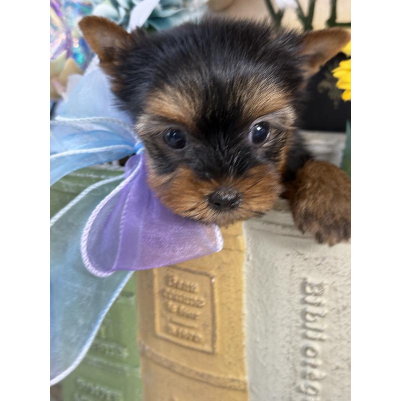 販売中の宮崎県のヨークシャーテリア-430156の5枚目