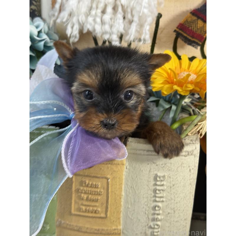 販売中の宮崎県のヨークシャーテリア-430156の4枚目