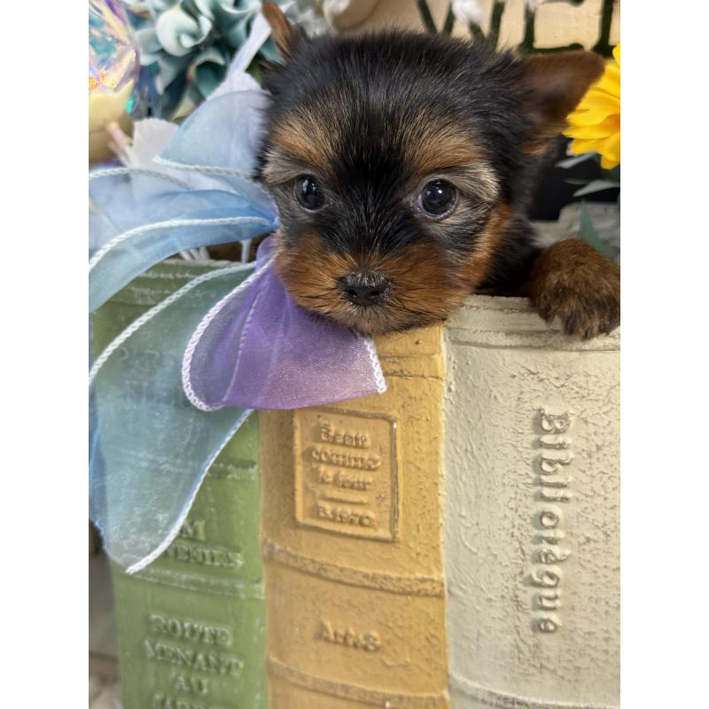 販売中の宮崎県のヨークシャーテリア-430156の3枚目