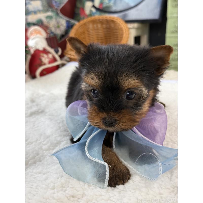 販売中の宮崎県のヨークシャーテリア-430156の2枚目