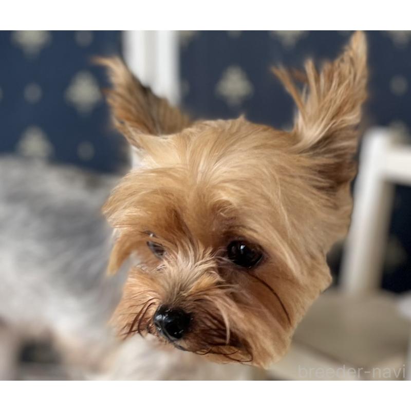 ひまわりちゃん1枚目