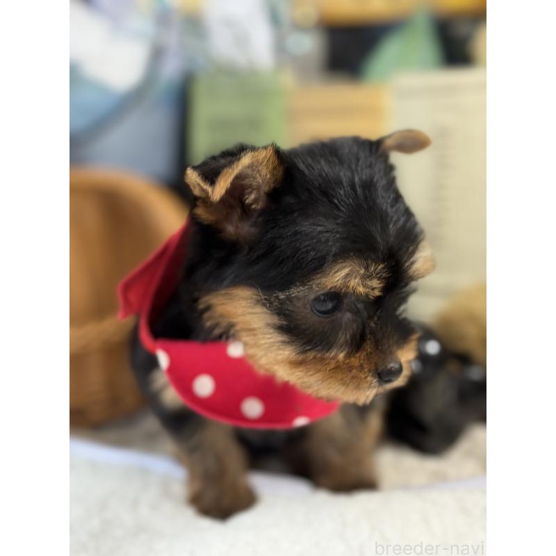 販売中の宮崎県のヨークシャーテリア-430157の7枚目