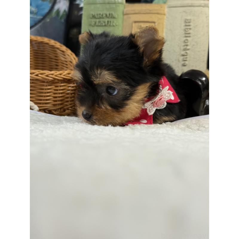 販売中の宮崎県のヨークシャーテリア-430157の6枚目